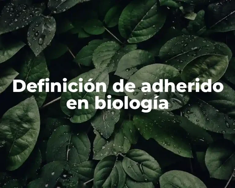 Definición de adherido en biología