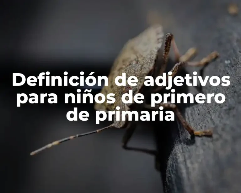 Definición de adjetivos para niños de primero de primaria