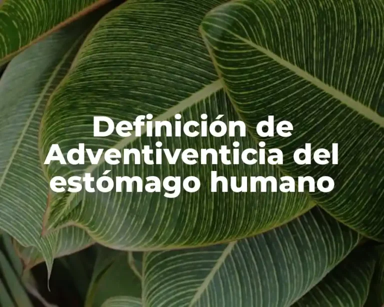 Definición de Adventiventicia del estómago humano
