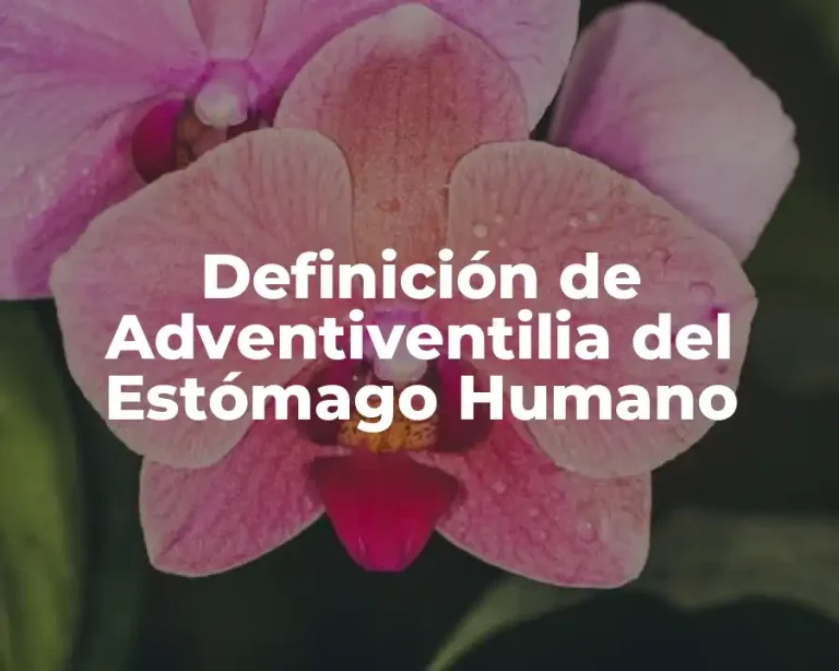 Definición de Adventiventilia del Estómago Humano