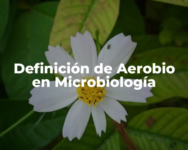 Definición de Aerobio en Microbiología