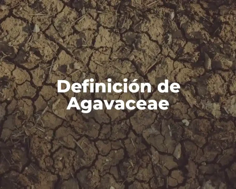 Definición de Agavaceae