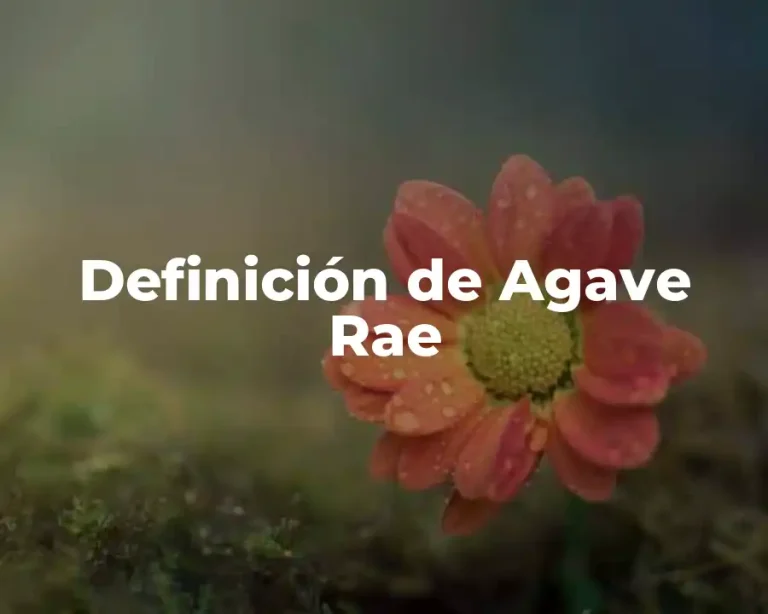 Definición de Agave Rae