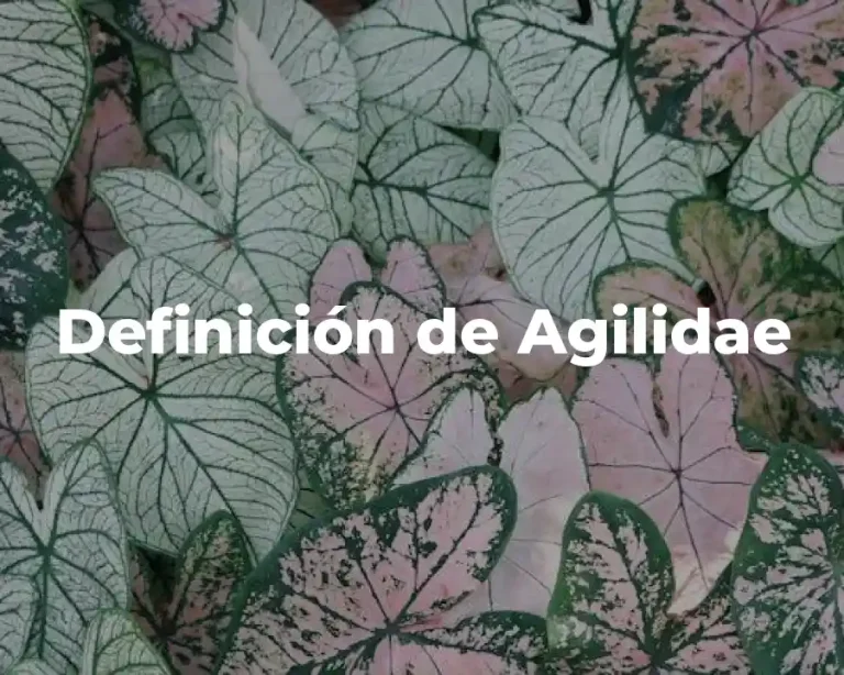 Definición de Agilidae