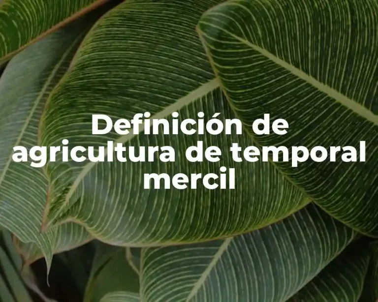 Definición de agricultura de temporal mercil