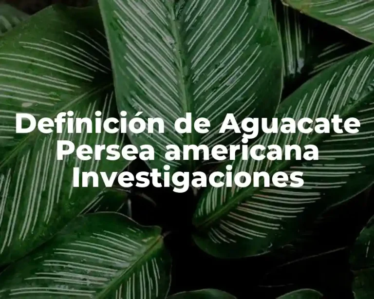 Definición de Aguacate Persea americana Investigaciones