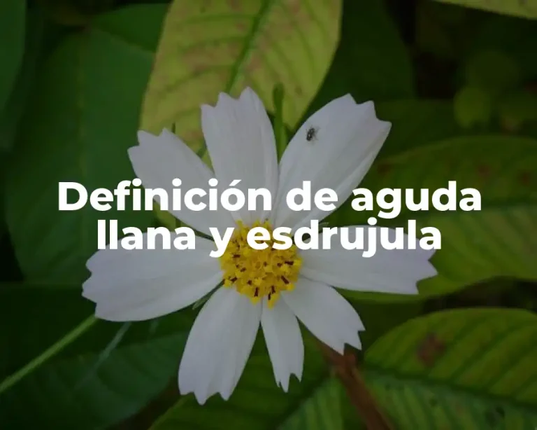 Definición de aguda llana y esdrujula
