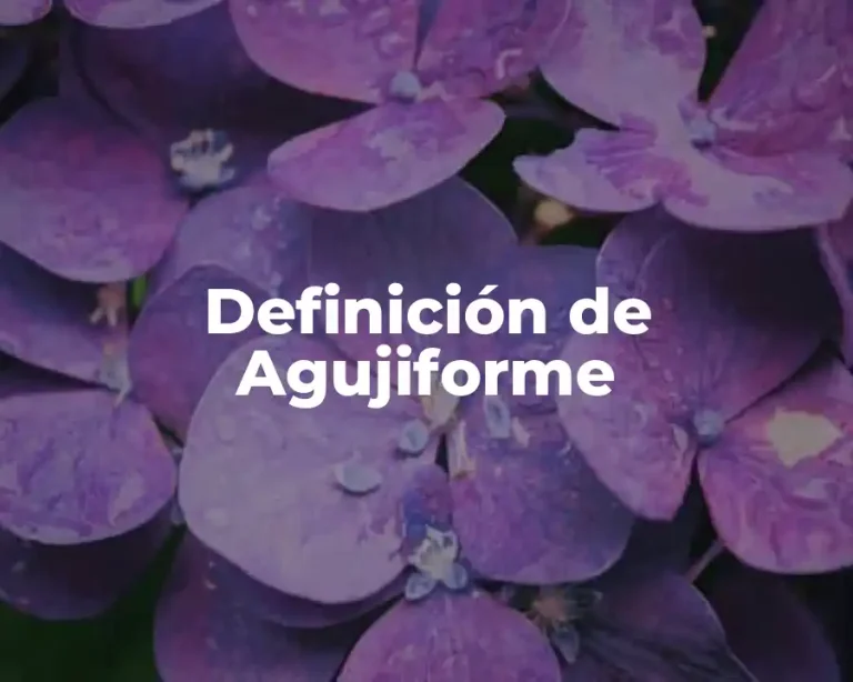 Definición de Agujiforme