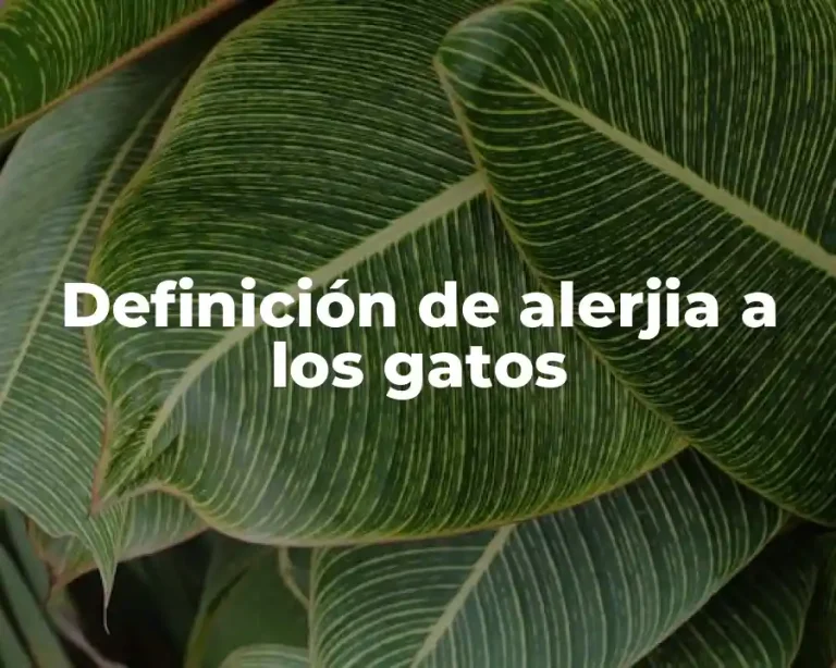 Definición de alerjia a los gatos