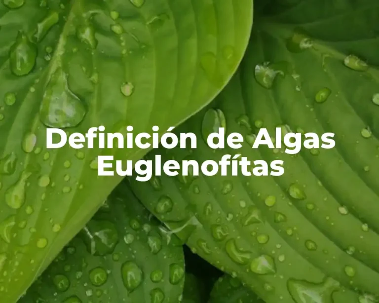 Definición de Algas Euglenofítas