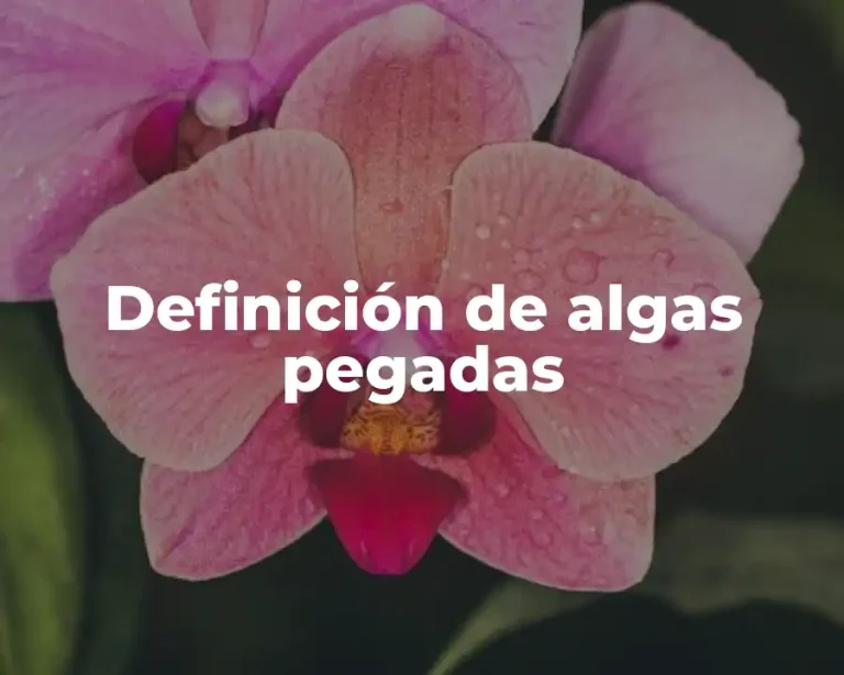 Definición de algas pegadas