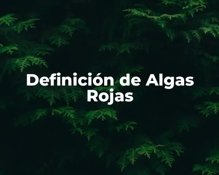 Definición de Algas Rojas