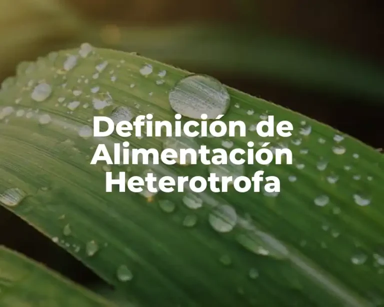 Definición de Alimentación Heterotrofa