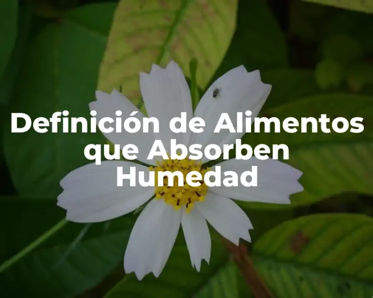 Definición de Alimentos que Absorben Humedad
