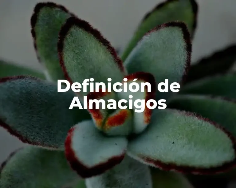 Definición de Almacigos