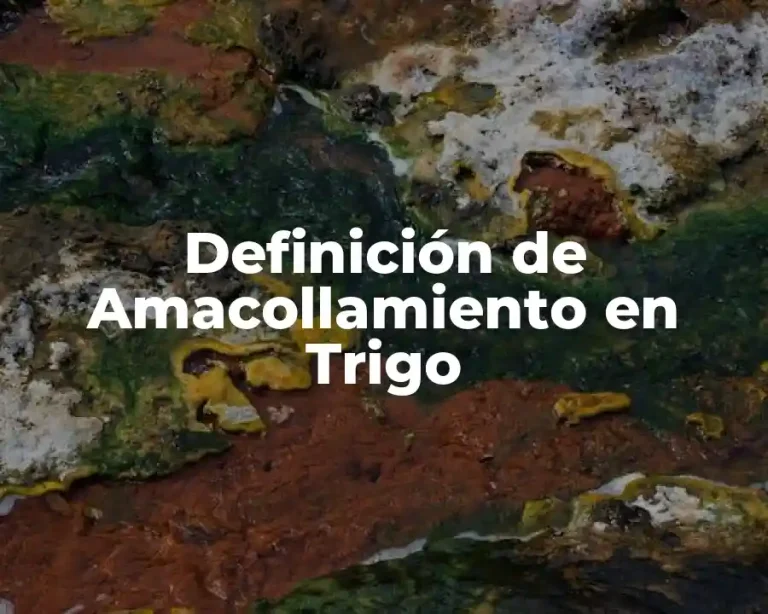 Definición de Amacollamiento en Trigo