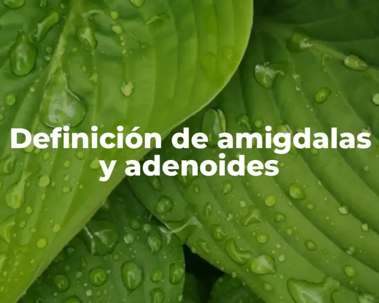 Definición de amigdalas y adenoides