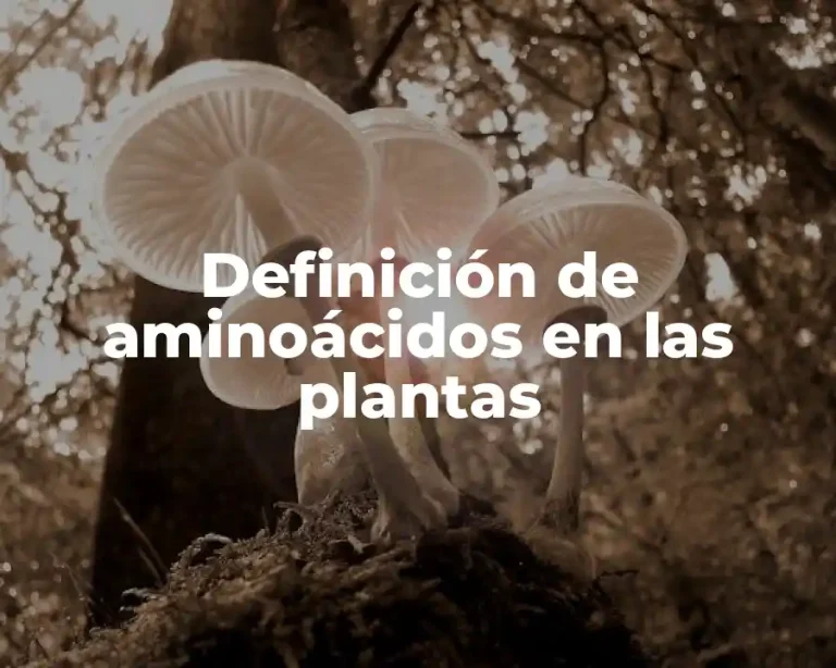 Definición de aminoácidos en las plantas