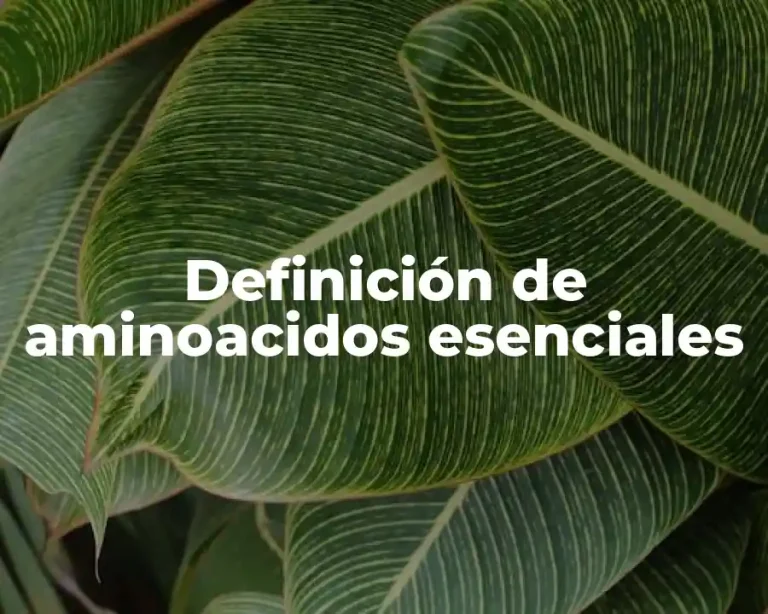 Definición de aminoacidos esenciales