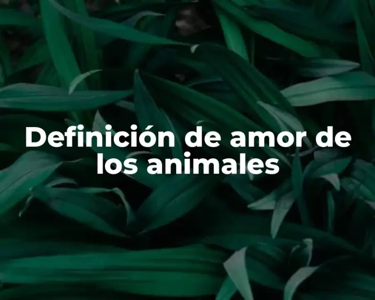 Definición de amor de los animales