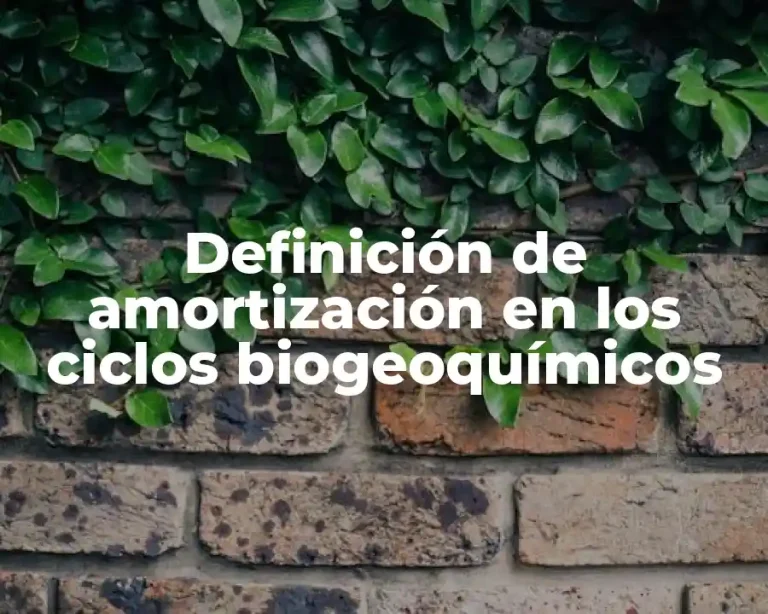 Definición de amortización en los ciclos biogeoquímicos