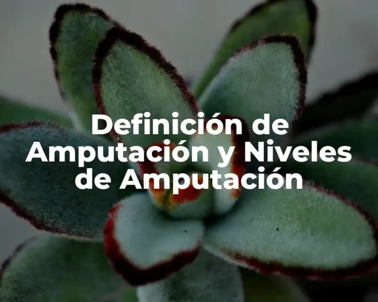 Definición de Amputación y Niveles de Amputación