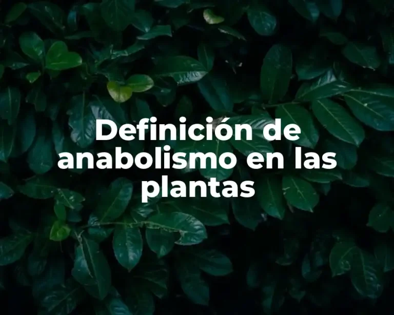 Definición de anabolismo en las plantas