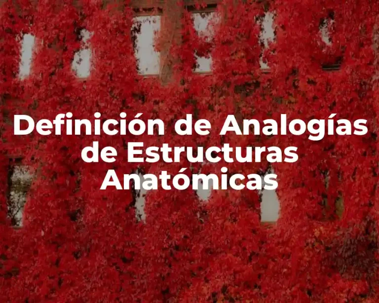 Definición de Analogías de Estructuras Anatómicas