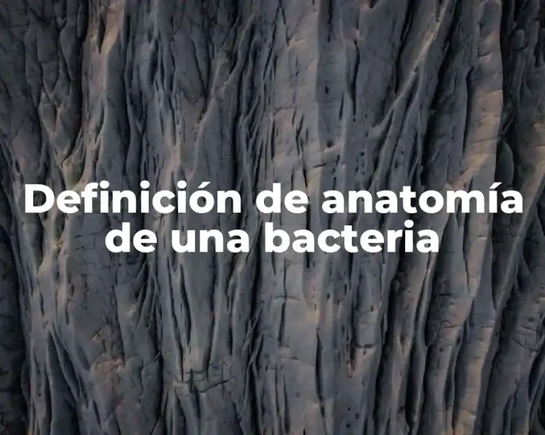 Definición de anatomía de una bacteria