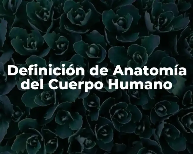 Definición de Anatomía del Cuerpo Humano