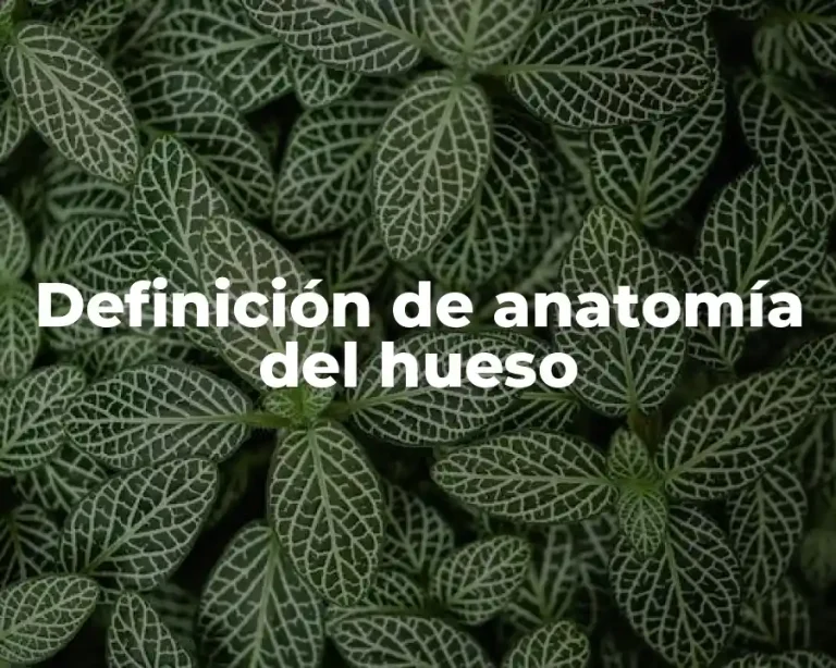 Definición de anatomía del hueso