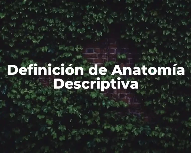 Definición de Anatomía Descriptiva