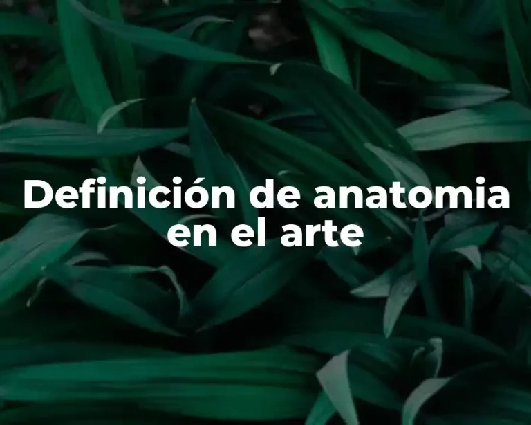 Definición de anatomia en el arte
