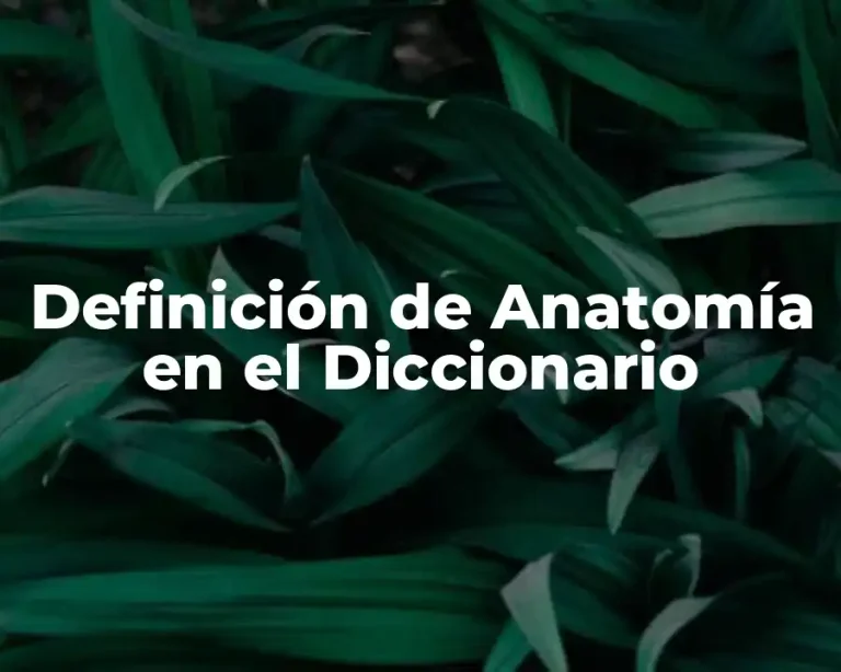 Definición de Anatomía en el Diccionario