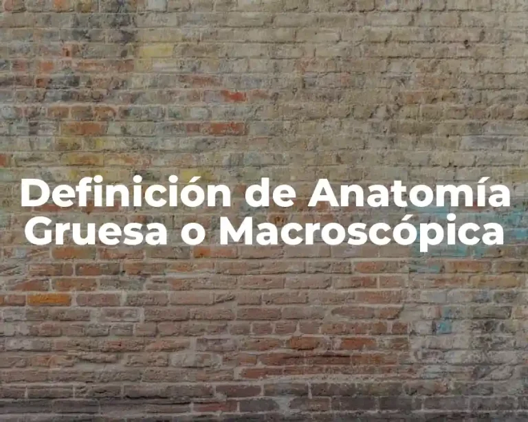Definición de Anatomía Gruesa o Macroscópica