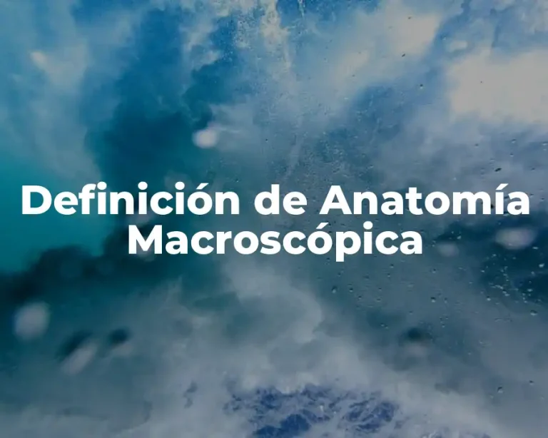 Definición de Anatomía Macroscópica