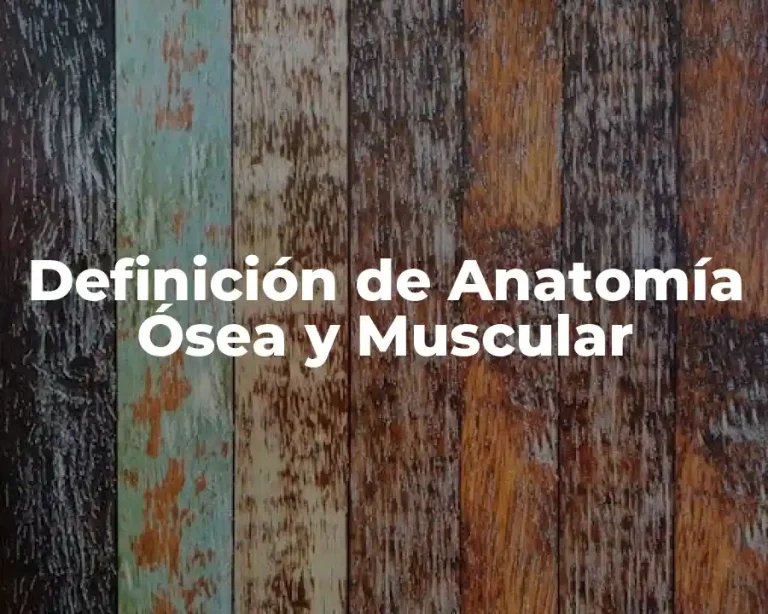 Definición de Anatomía Ósea y Muscular
