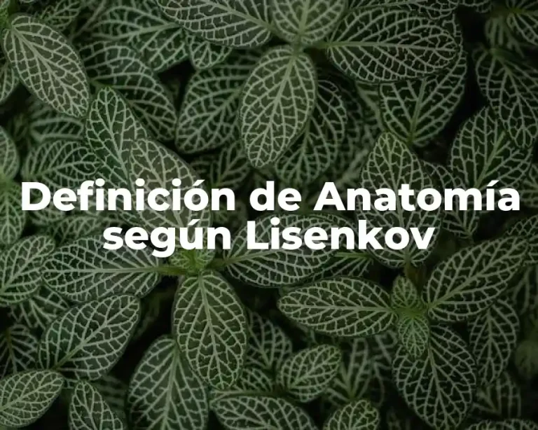 Definición de Anatomía según Lisenkov