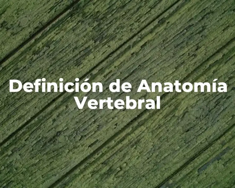 Definición de Anatomía Vertebral