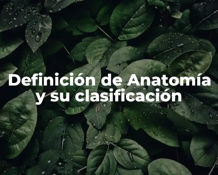 Definición de Anatomía y su clasificación