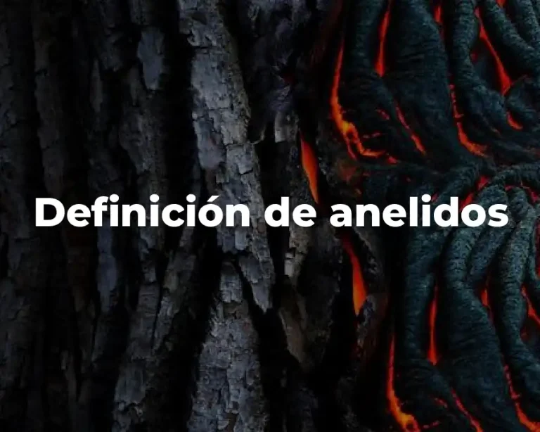 Definición de anelidos