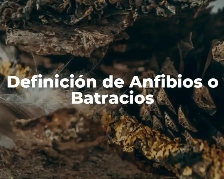 Definición de Anfibios o Batracios