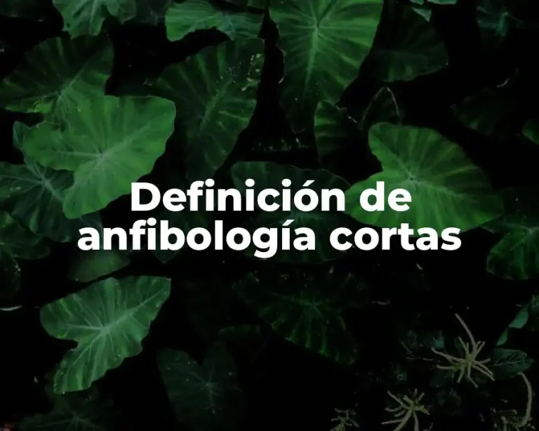 Definición de anfibología cortas