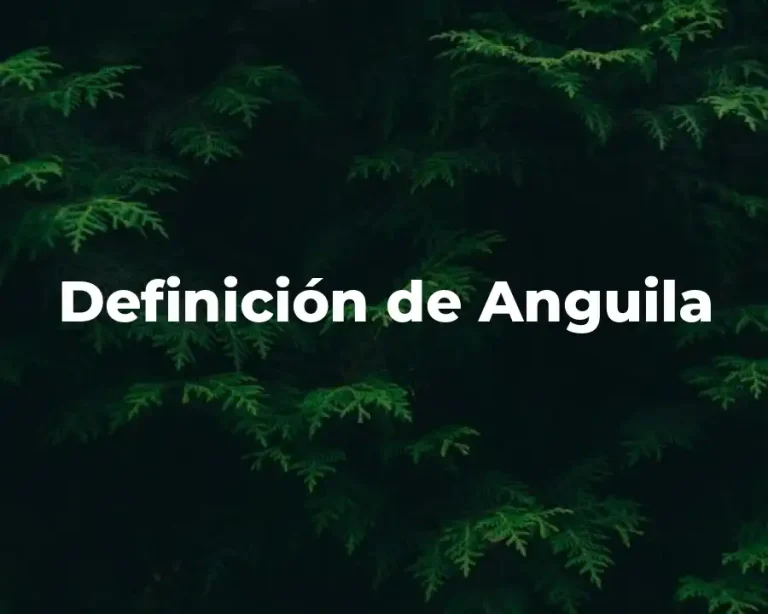 Definición de Anguila