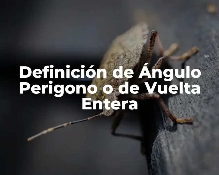 Definición de Ángulo Perigono o de Vuelta Entera