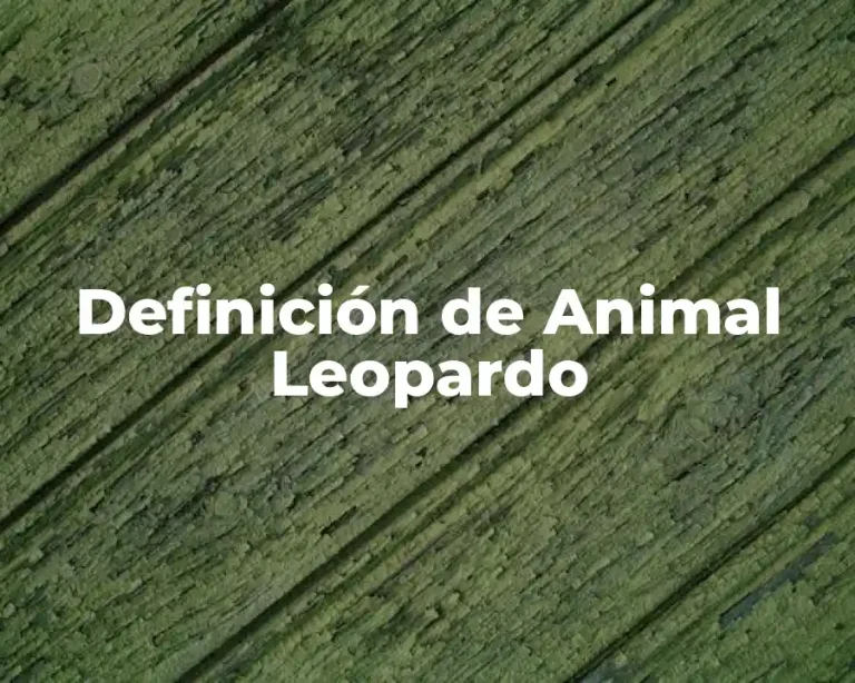 Definición de Animal Leopardo