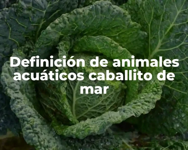 Definición de animales acuáticos caballito de mar