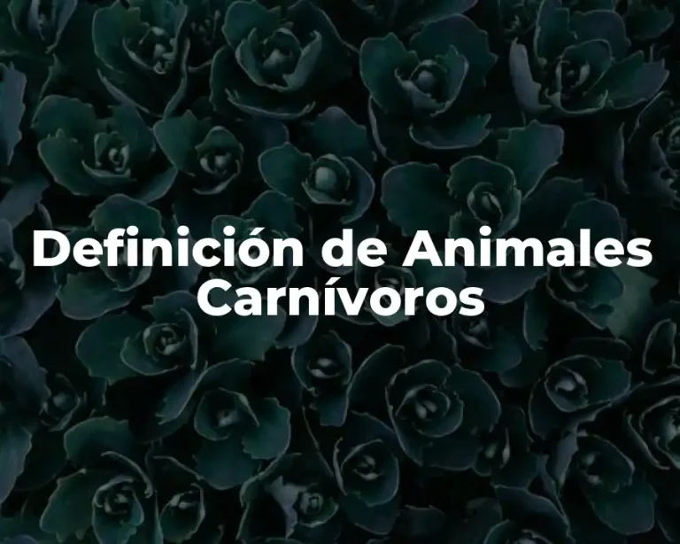 Definición de Animales Carnívoros