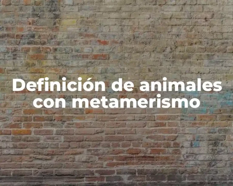 Definición de animales con metamerismo