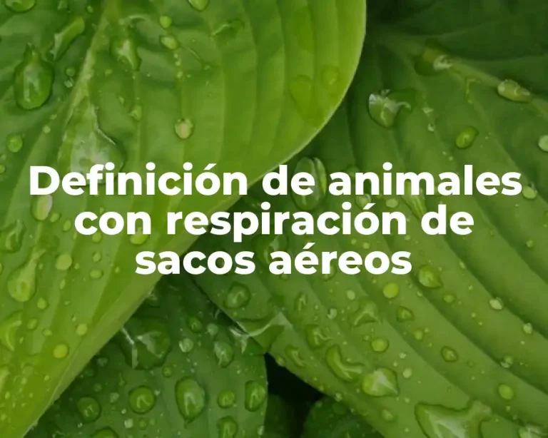 Definición de animales con respiración de sacos aéreos